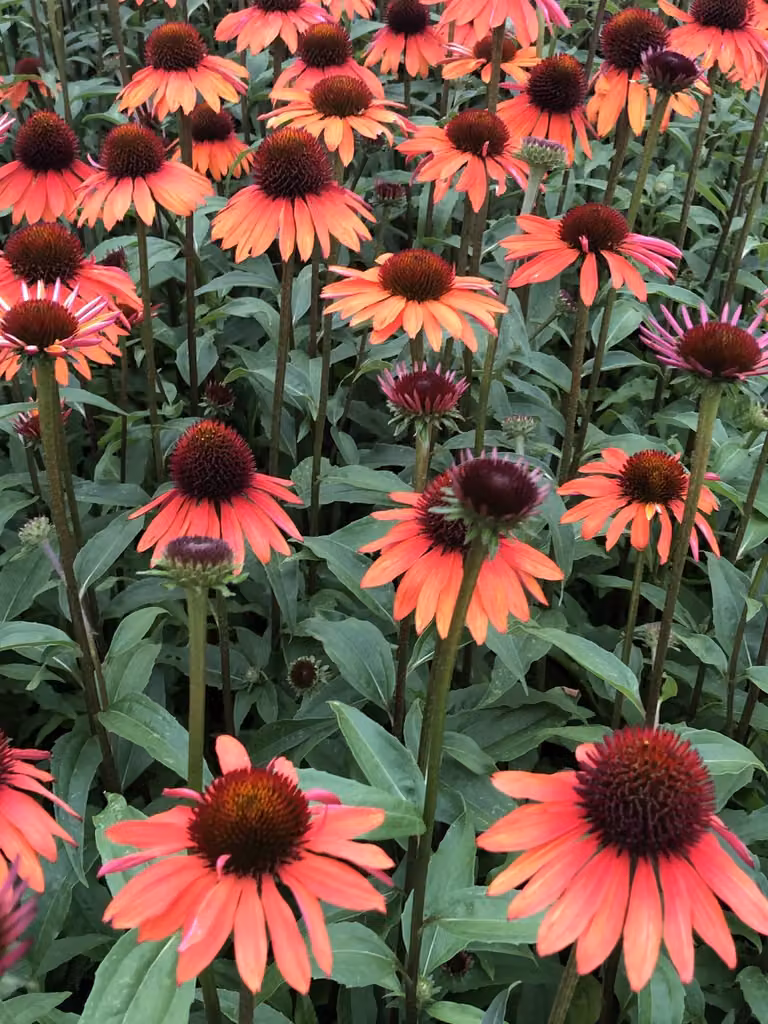 6x Echinacea purpurea Hot Summer Zonnehoed in pot van 9x9 cm van GRDplanten