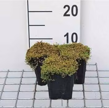12 x Soleirolia soleirolii Bubikopf in pot van 9 x 9 cm van GRDplanten