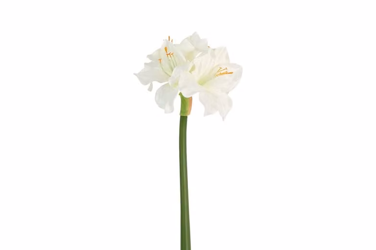 Countryfield zijden Amaryllis wit 65 cm