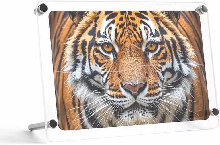 Acryl fotolijst met UV-bedrukte tijger print voor op je bureau, 10 x 15 cm