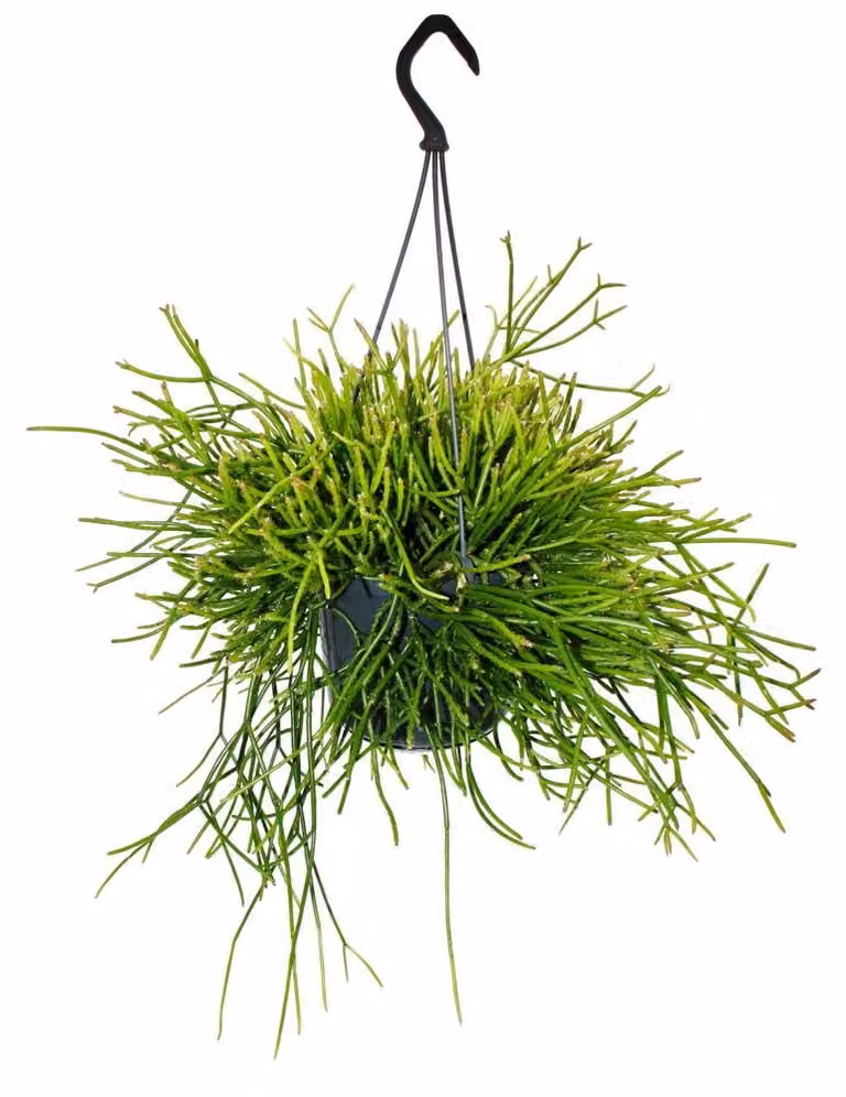 Exotenherz Rhipsalis pulchra kamerplantenhanger - 15 cm
