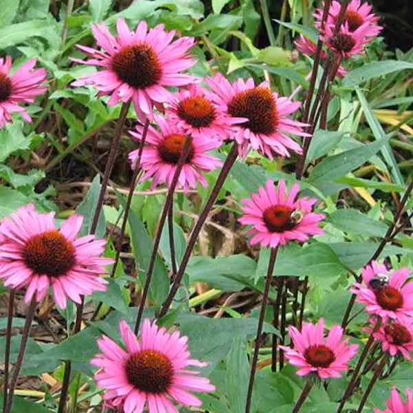6 x Echinacea purpurea Fatal Attraction Nepzonnebloem in pot van 9x9 cm van Arborix