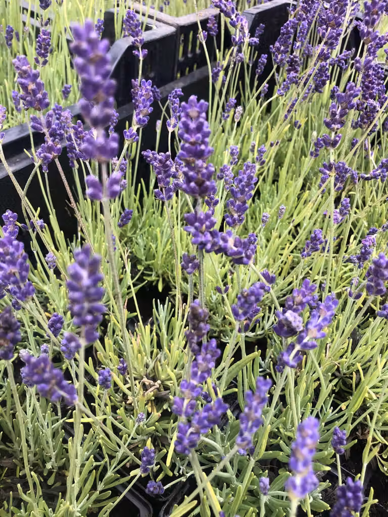 6x Lavandula angustifolia Hidcote XL Lavendel in pot van 3 liter, paars