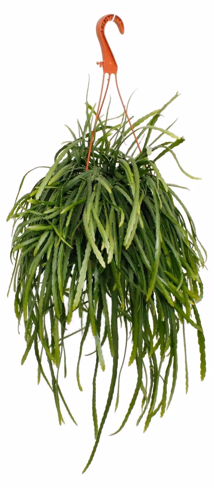 Exotenherz Lepismium bolivianum Pfeiffera Bladcactus zonder stekels in 17 cm hangpot