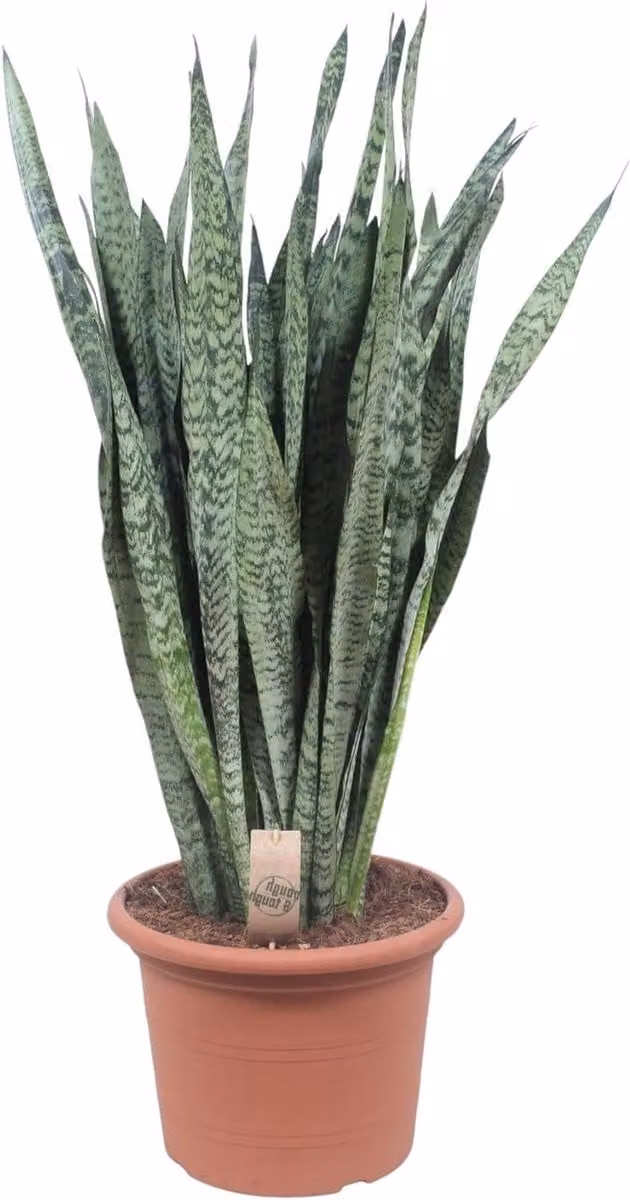Sansevieria Zeylenica Vrouwentong Plant - Groen - Hoogte: 100-110 cm
