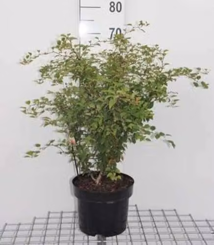 Prunus incisa 'Kojou-no-mai' Fuji Kers Dwergsierkers 60-80 cm in pot