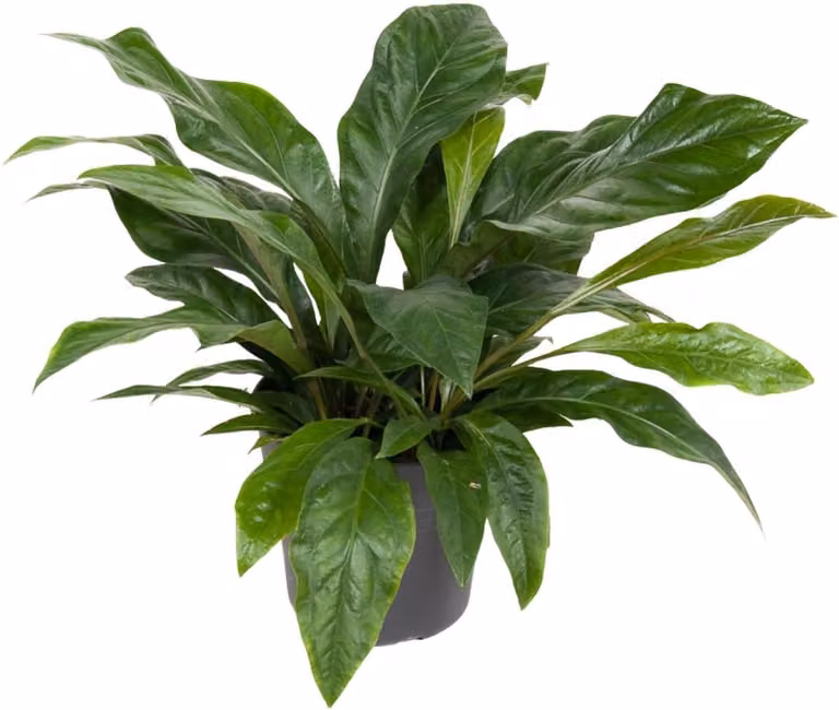 Anthurium Jungle Bush kamerplant van Plantenboetiek.nl, Ø30cm, 60-70cm hoog, groenblijvend