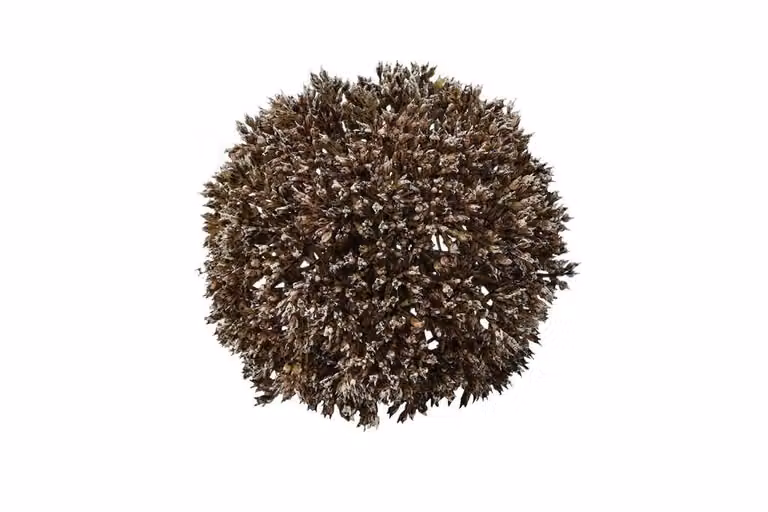 Countryfield deco bol eupatorium bruin 11 cm