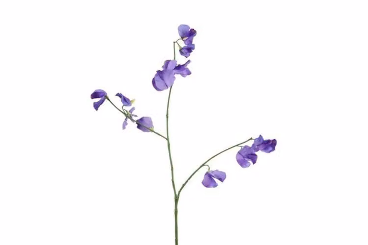 Countryfield zijden Lathyrus oradus bloem paars 75 cm