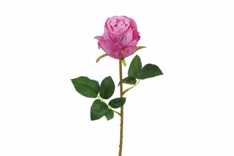 Countryfield zijden Rosa Compasion kussen paars 60 cm