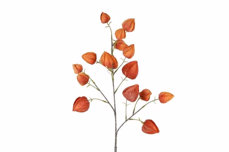 Countryfield zijden physalis rood 82 cm