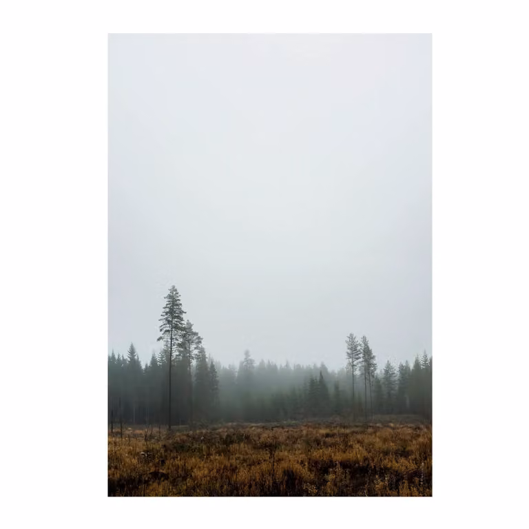 Fine Little Day Skog poster B: 70 cm, H: 100 cm