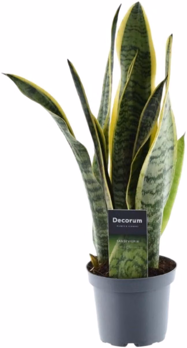 Sansevieria Laurentii - 45 cm - ø12 cm