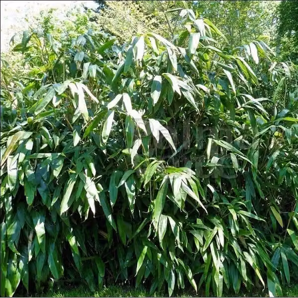 Arborix Glücksbambus Indocalamus tessalatus Sasa T. in pot, 20-30 cm