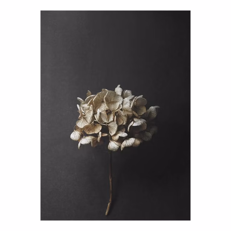 Paper Collective Still Life 04 Hydrangea poster B/D/H: 50 x 70 cm