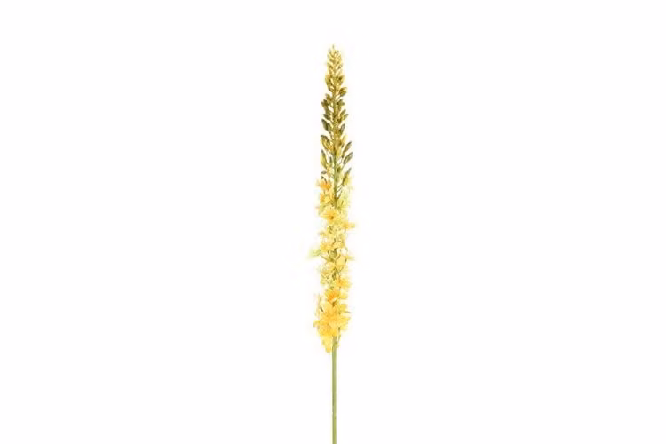 Countryfield zijden Eremurus bloem geel 107 cm