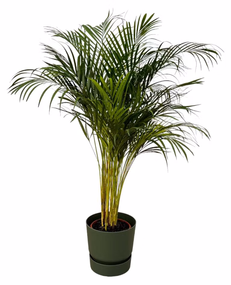 Areca palm met groene Elho Greenville Round pot, 120-130 cm hoog, diameter: 24 cm