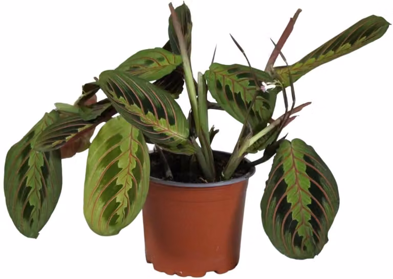 Maranta Leuconeura Fascinator plant met een diameter van 12 cm en een hoogte van 30 cm