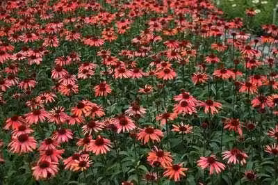 6 x Echinacea purpurea Sundown Zonnehoed - Pot van 9 x 9 cm - GRDplanten