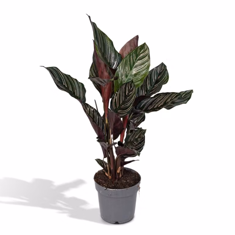 Calathea Ornata plant van MEERGroothandel - Hoogte: 50 cm, Diameter: 14 cm
