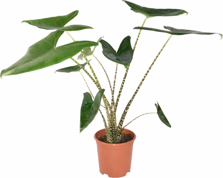 Zynesflora Alocasia Zebrina Pijlblad Kamerplant met Ø 21 cm Plantenpot, Hoogte: 70 - 75 cm