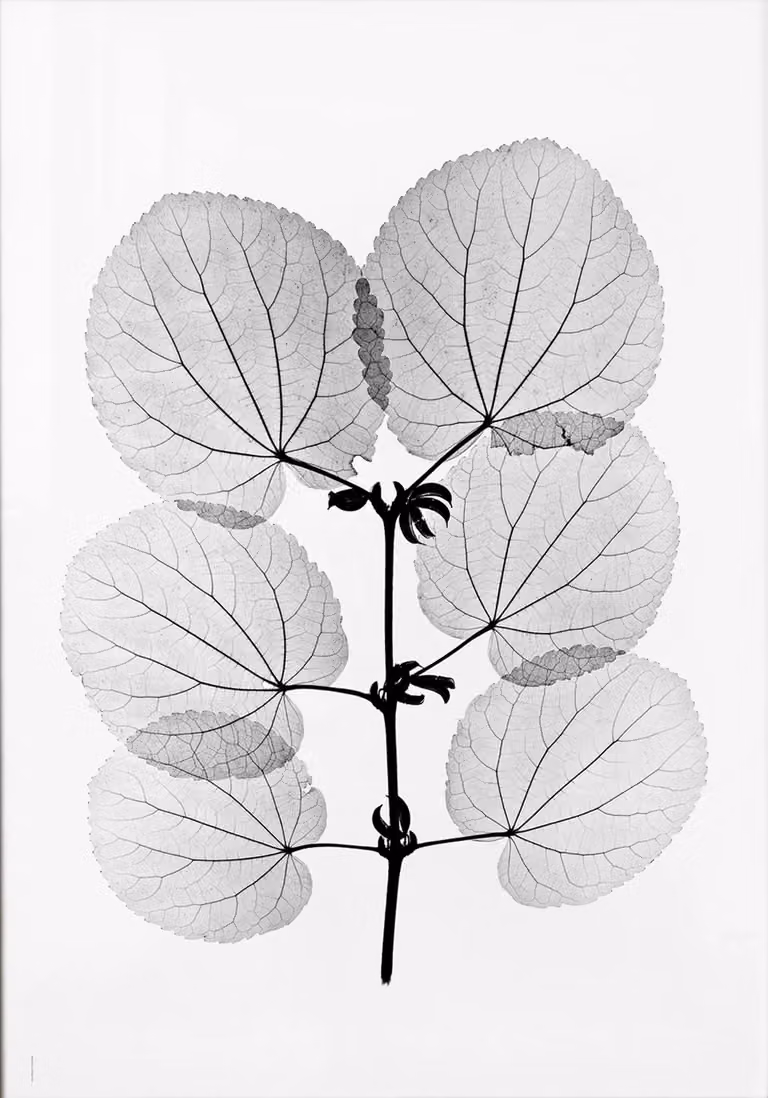 Fine Little Day Katsura poster voor volwassenen, 70 x 100 cm