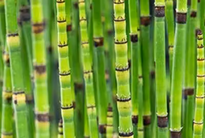 6 x Equisetum japonicum Japanse holpijp potmaat 9 x 9 cm van GRDplanten