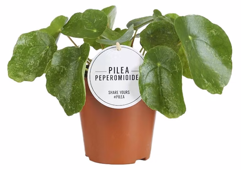 Pilea Sugar Kamerplant - Groen - Hoogte: 20 cm, Diameter: 13 cm