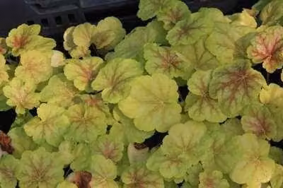 6 x Heuchera hybr. Tiramisu - Purperbloemige kornoelje - Pot van 9 x 9 cm