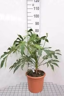 Fatsia polyandra Green Fingers vingerplant, hoogte: 60+ cm, inclusief pot