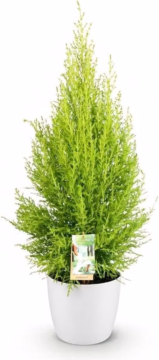 Conifeer Cupressus Gold Crest - Goudgroen - Pot 21 cm