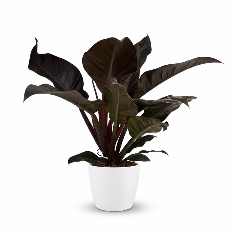 Green boutiQ Philodendron Imperial Red Kamerplant - Rood - inclusief witte pot - Pot diameter: 19 cm, Hoogte: 60 cm