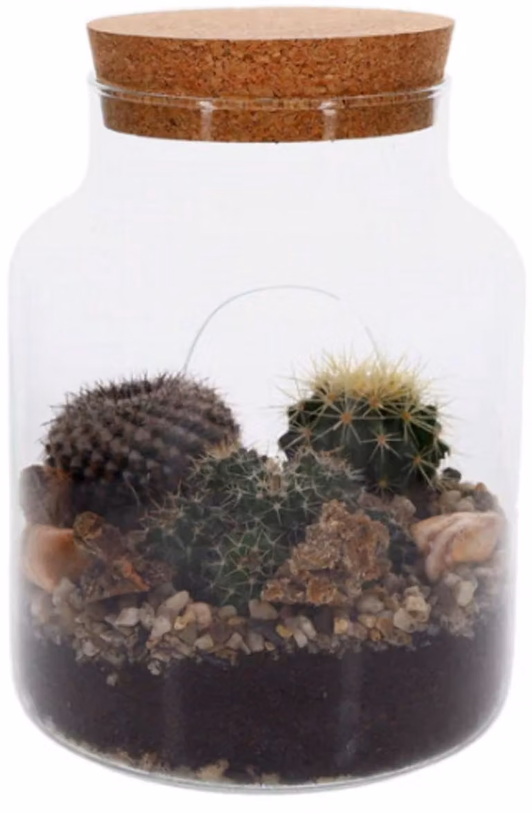 The Green Bottle Garden Cactus Terrarium - Kant en klaar cactus in een groene fles