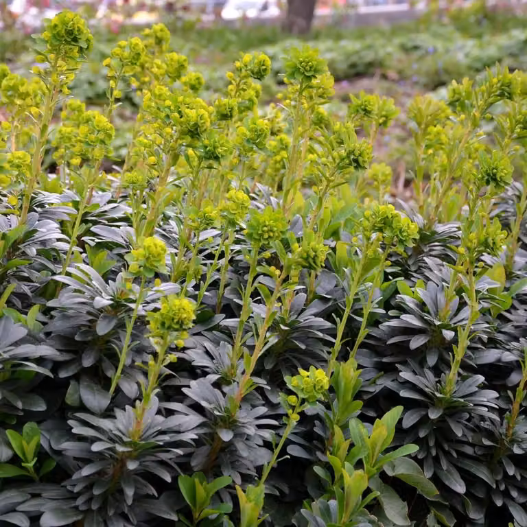 Oasis of Life Euphorbia amygdaloides Robbiae 24 stuks Ø9cm hoogte 10-25cm winterhard