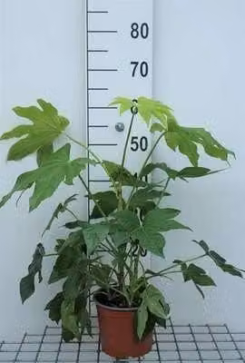 Fatsia japonica Vingerplant met pot - 40 cm