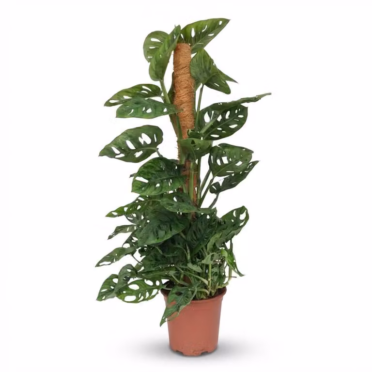 Plantenboetiek.nl Monstera Andansonii Mosstok - Groen - Ø19 cm, 80-90 cm hoog
