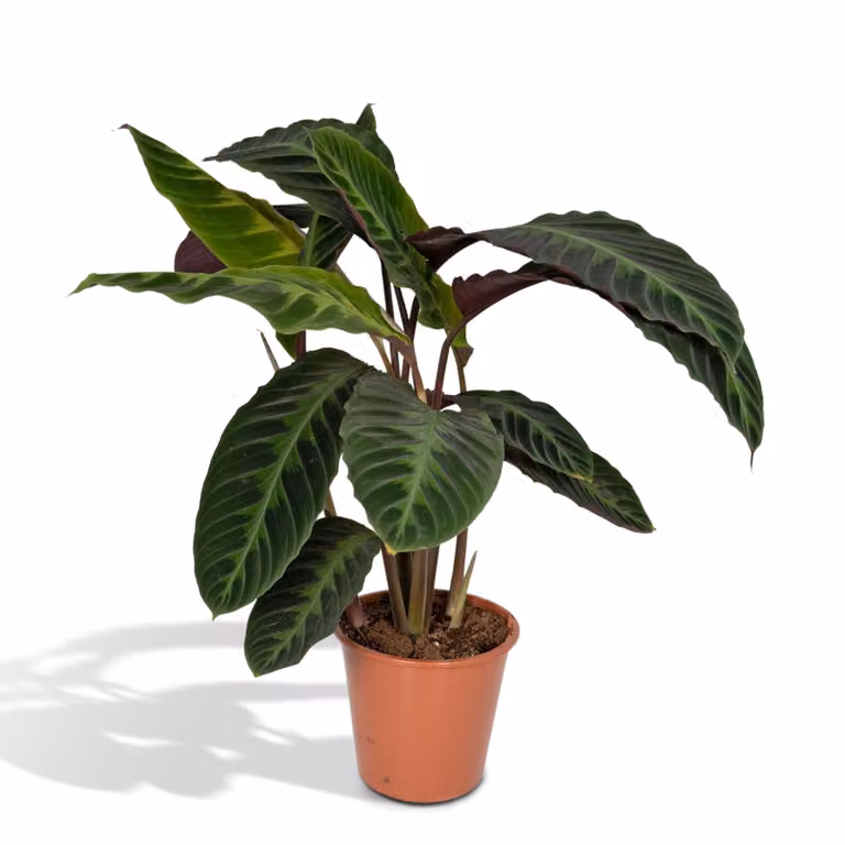 Calathea Warscewiczii plant van MEERGroothandel, Hoogte: 70 cm, Diameter: 19 cm