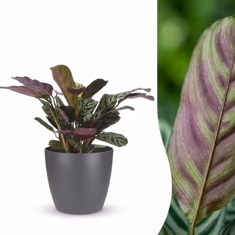 Plantenboetiek.nl Ctenanthe Burle Marxii visgraatplant met grijze pot, Ø 12 cm, 30 cm hoog