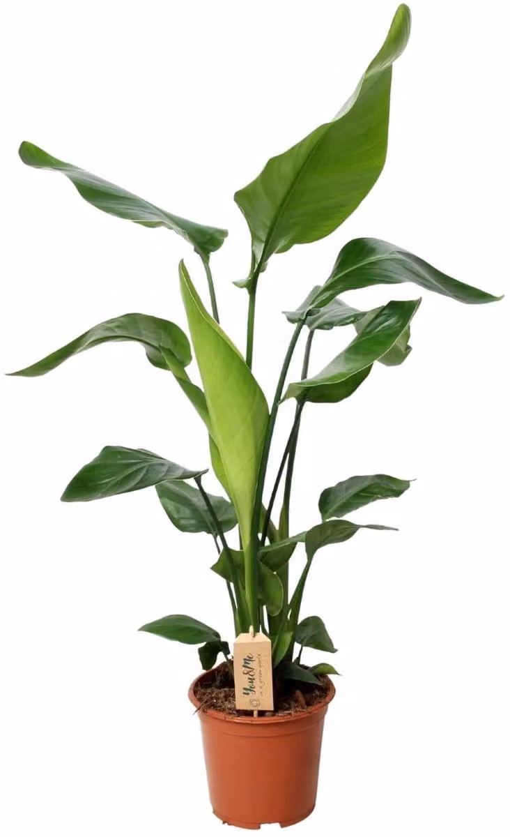 Strelitzia Nicolai met een diameter van 19 cm en een hoogte van 90 cm