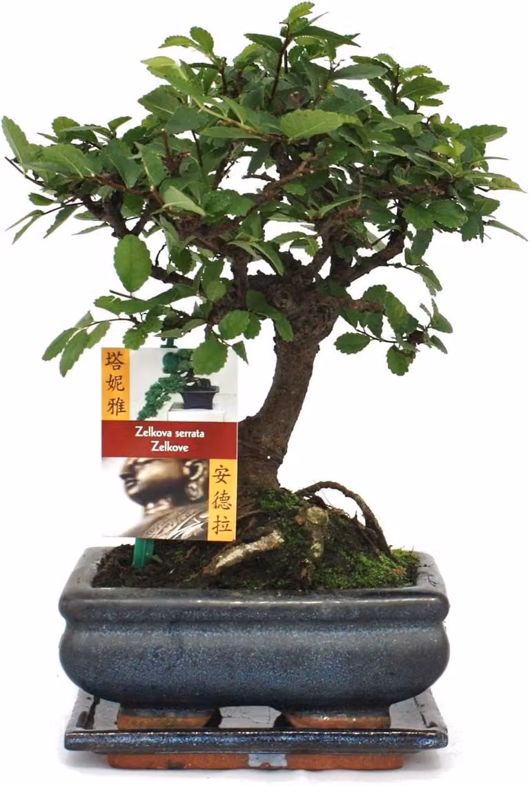Bonsai Chinese Iep (Ulmus parviflora) - Bolvorm - ca. 6 jaar oud - Geschikt voor binnen