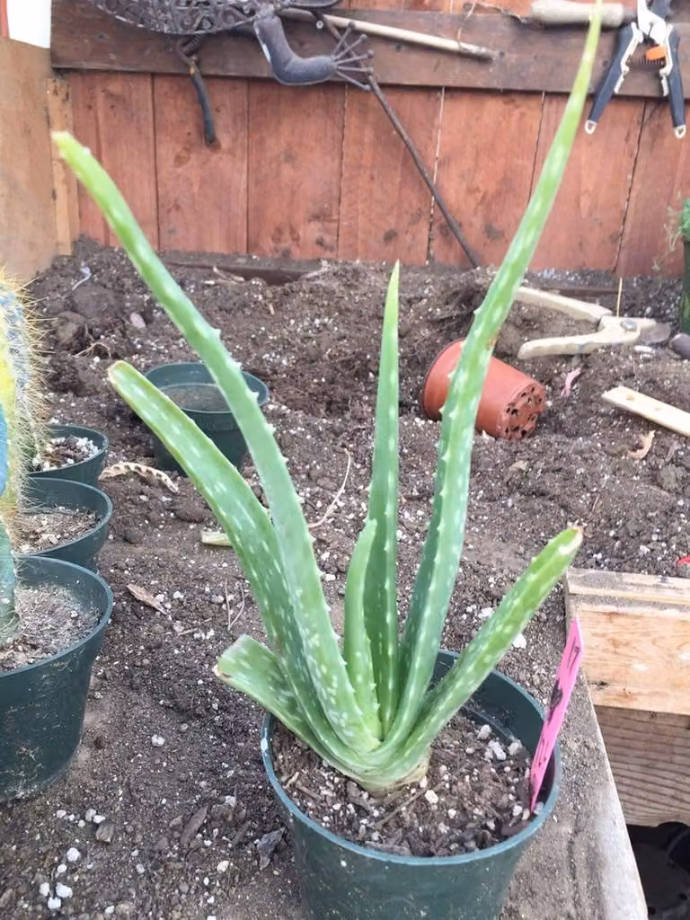 Aloë Vera Plant - Groen - 17,8 cm