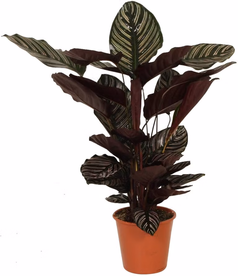Decorum Calathea Ornata met pot, Hoogte: 80 cm, Diameter: 19 cm