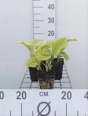 Set van 6 Hosta Grandiflora planten in pot van 9 x 9 cm van GRDplanten