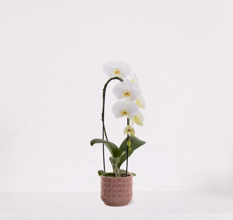 Phalaenopsis Cascade wit in sierpot Janneke oudroze - Grootbloemige witte Orchidee - Kamerplant - Hoogte: 50-65 cm, Diameter: 13 cm