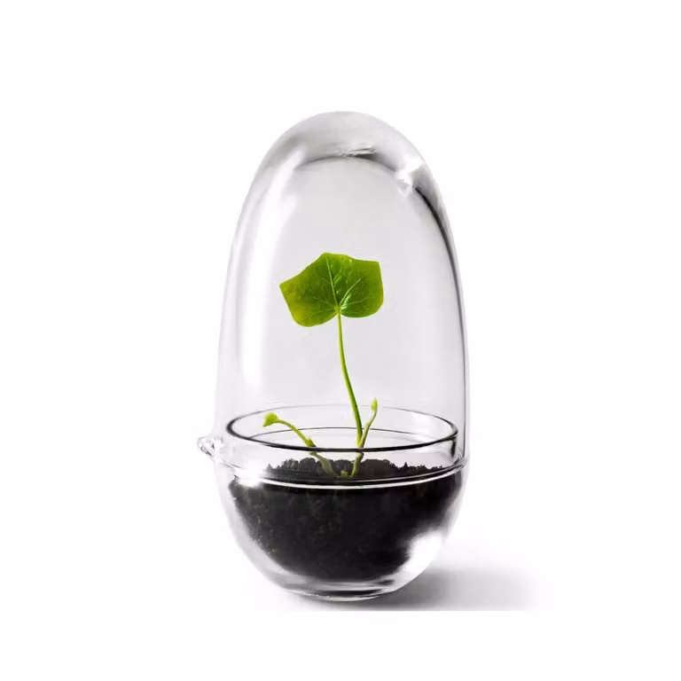 Design House Stockholm Grow kas small tabletop Ø8 cm