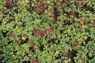 6x Astrantia major Moulin Rouge Zeeuws knoopje in 9x9 cm pot