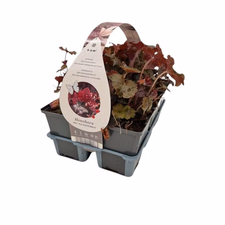 Heuchera micr. Palace Purple Purperklokje van De Jong Tuinplanten