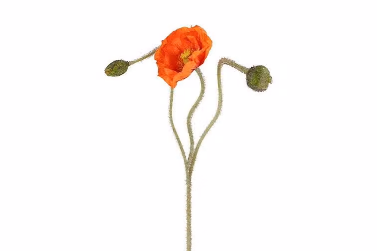 Countryfield zijden Papaver oranje 83 cm