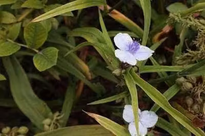 6x Tradescantia Osprey planten in pot van 9 x 9 cm van GRDplanten