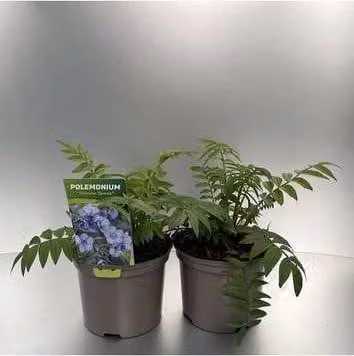 6 x Polemonium caeruleum Heaven Scent Jakobsleertje - Pot van 9 x 9 cm - GRDplanten